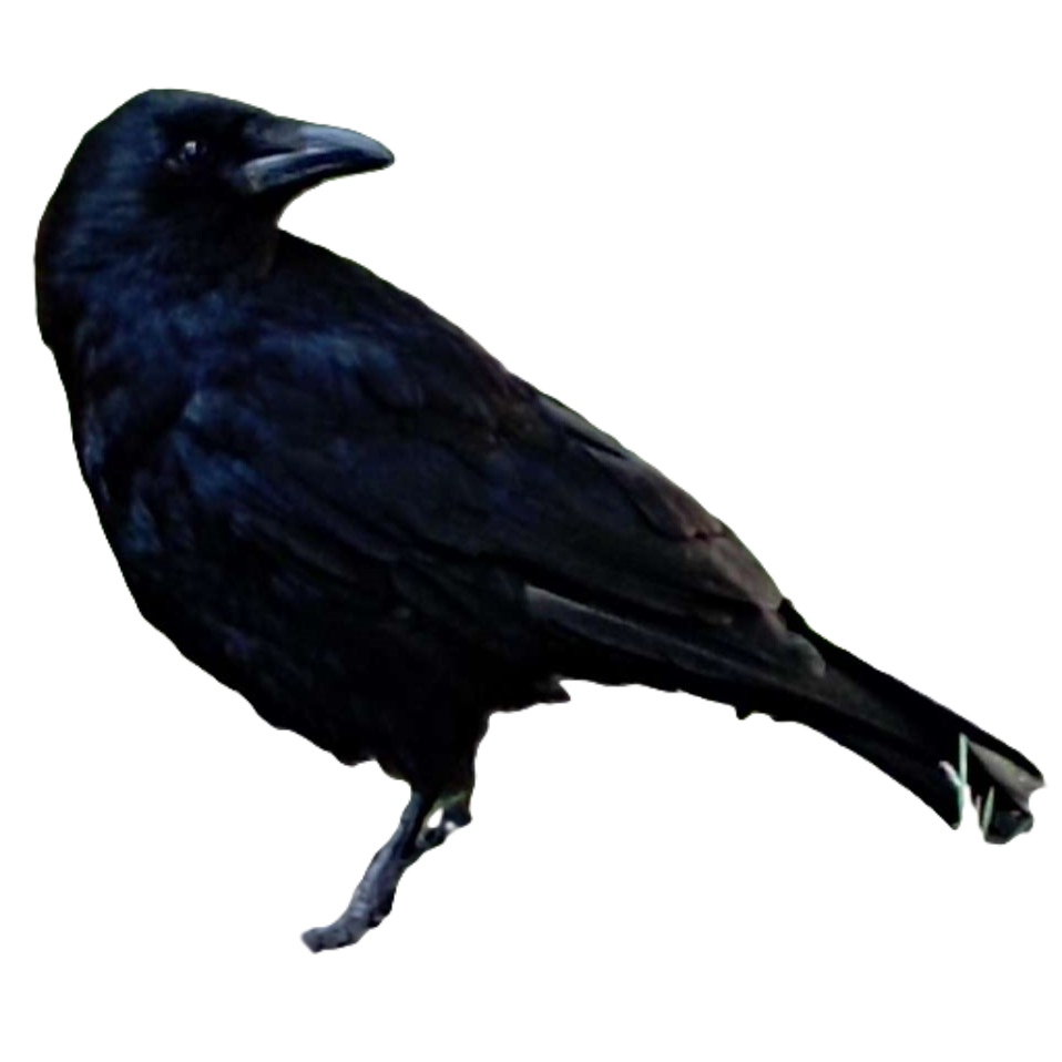 raven